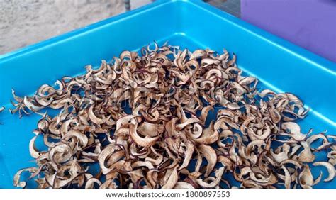 Photo Dried Phaleria Macrocarpa Buah Mahkota Stock Photo