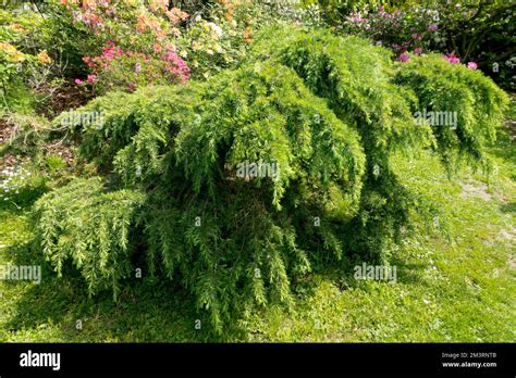 Cedrus Deodara Deodar Fotos Und Bildmaterial In Hoher Aufl Sung Alamy