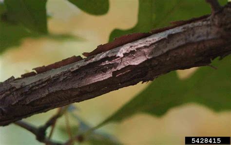 Arkansas Tree Database - Overcup Oak