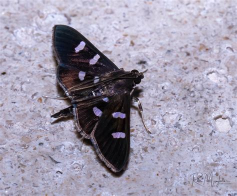 Moth Costa Rica Arenal 193A6626 Rosa Miragliotta Flickr