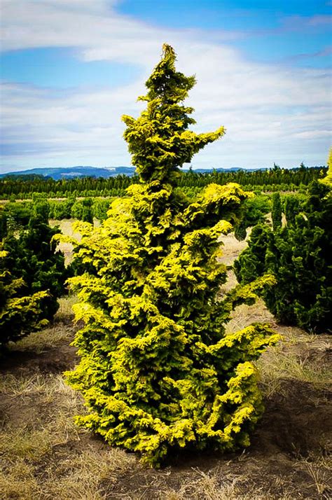 Golden Hinoki Cypress Trees For Sale The Tree Center