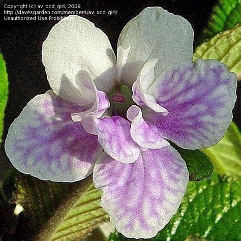 Plantfiles Pictures Cape Primrose Chorus Line Streptocarpus By Av Ocd Girl