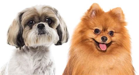 Pomeranian vs Shih Tzu - Which Pocket Pup Makes The Best Pet?