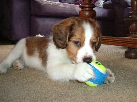 Kooikerhondje Info, Temperament, Care, Training, Puppies, Pictures