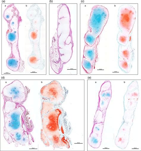 Histologic Analysis Of The Three Groups Each Group Was Stained With