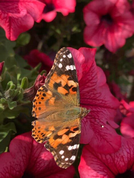 Premium Photo Close Up Of Butterfly On Pink Flower