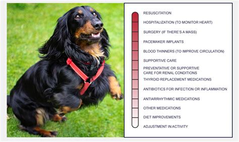 Heart Disease In Dogs - PetlifeCA