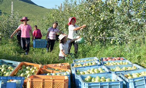 Apple Harvest In The Taedonggang Combined Fruit Farm Explore Dprk