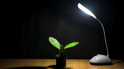 What Are The Best Grow Lights For Indoor Plants EcoWatch