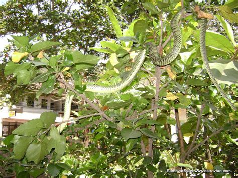 Golden Tree Snake - Mildly Venomous - Not Very Dangerous - Thailand ...