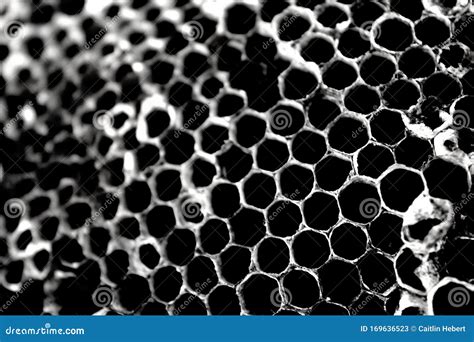 Black and white Honeycomb stock image. Image of honeycomb - 169636523