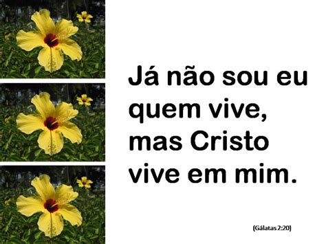 A Mão da Vida Cristo vive em mim