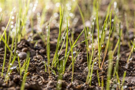 Rasen anlegen » Detaillierte Anleitungen, Tipps und Tricks