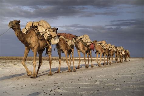 K K Desert Camels Hd Wallpaper Rare Gallery