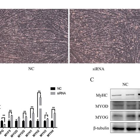 Myogenic Differentiation Of Myoblasts Derived From Fetal Bovine Tissue