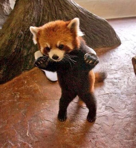 Red Panda Baby He Looks Like He S Trying To Sneak Up On Someone Put