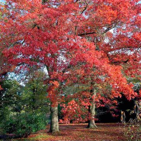 Trees Planet Quercus Coccinea Scarlet Oak