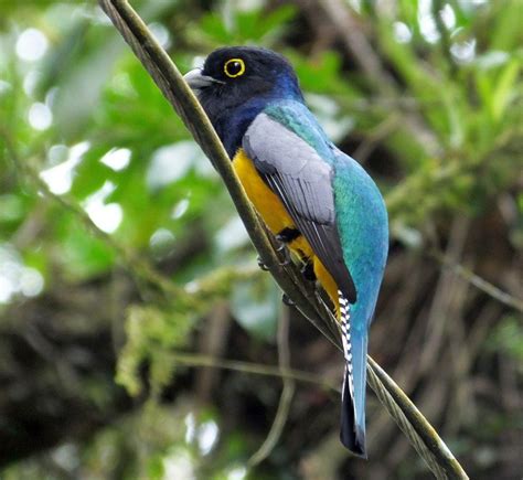 Fifteen Beautiful Birds From Belize