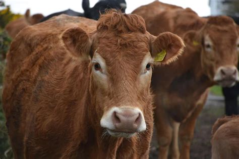 Symptoms Of Tick Borne Disease You Should Look Out For In Cattle