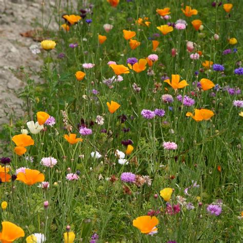 Jach Re De Vignes Fleuries D Co Vignes Annuelles Jardin Biodiversit