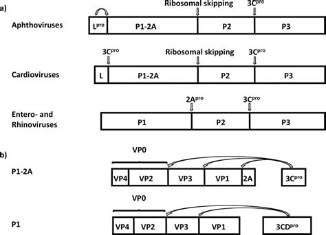 Schematic Representation Of The Polyprotein Processing In Three