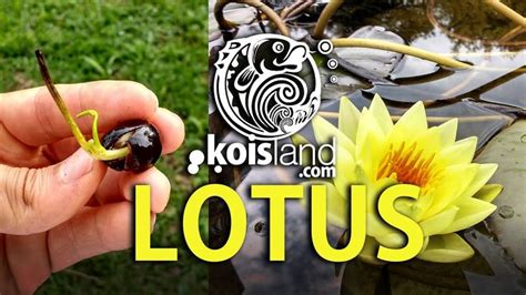 C贸mo plantar la flor de loto Koisland YouTube Loto Plantar Flor