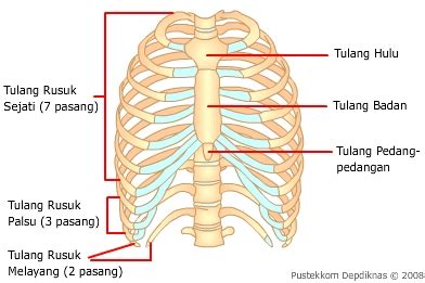 tulang rusuk dan tulang dada - RumusHitung.Com