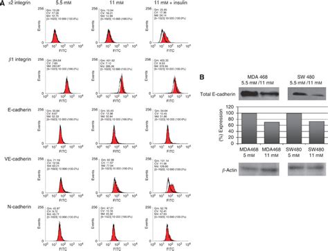 A Cell Surface Expression Levels Of And Integrin E N And