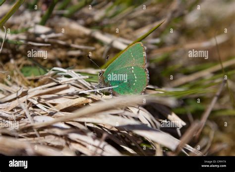 Green Hairstreak Callophrys Rubi Butterfly Stock Photo Alamy