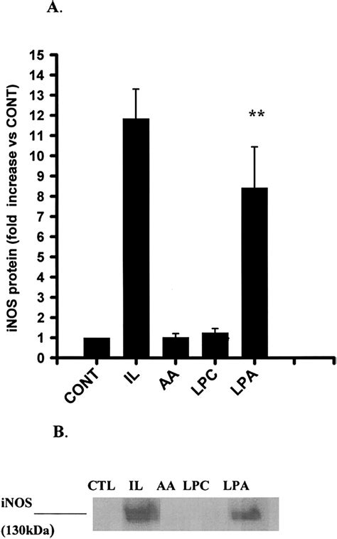 Role Of Ca2 Independent Phospholipase A2 In The Regulation Of