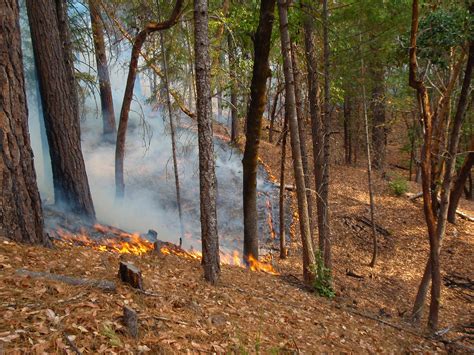 Low Intensity Prescribed Underburn In Timber Fuel Type We Flickr