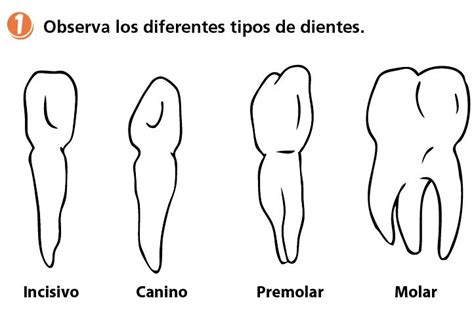 El Trabajo De Los Dientes Escolar Abc Color