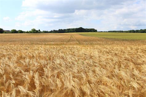 3799x2849 Herb Farmland Aerial Pattern Drone Fields Lines Crops