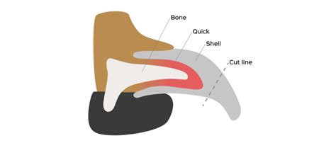 How to Find Your Dog’s Nail Quick | Four Paws