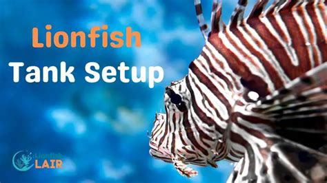 Here is Everything You Need To Know When Setting up a Lionfish Tank