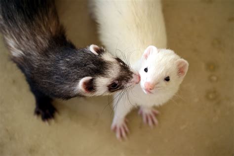 The Different Types of Domesticated Pet Ferrets