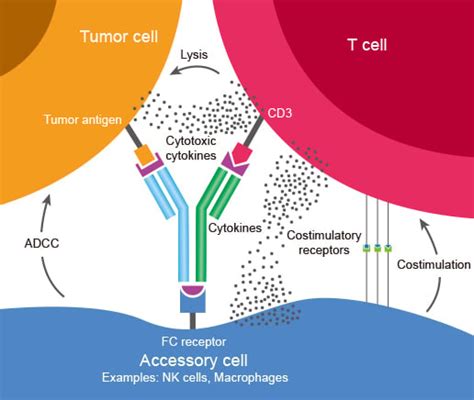 Bispecific Antibody