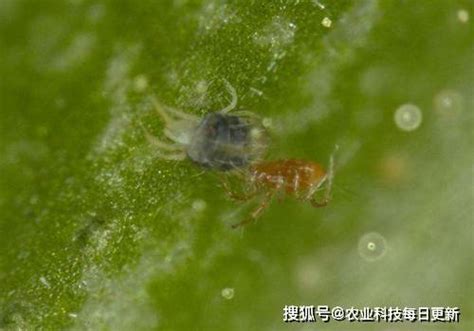 捕食螨科普丨加州新小绥螨的优势植绥