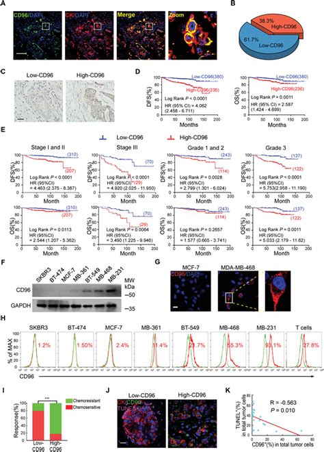 CD96 Cancer Cell Subsets Are Associated With Poor Prognosis And