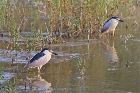 Premium Photo | Black crowned night heron