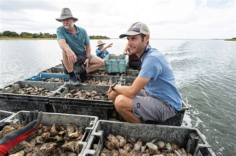 The Vineyard Gazette Marthas Vineyard News Oyster Buyback Spawns