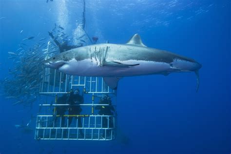 A groundbreaking experience: swimming with sharks in Cape Town | Villanovo