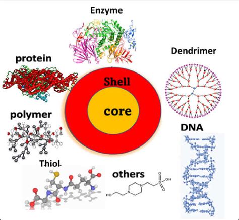 Shows A Schematic Representation Of The Core Shell Structure For Download Scientific Diagram