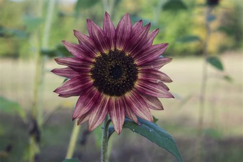 Purple Sunflower Growing Guide: Can You Grow It From Seeds?