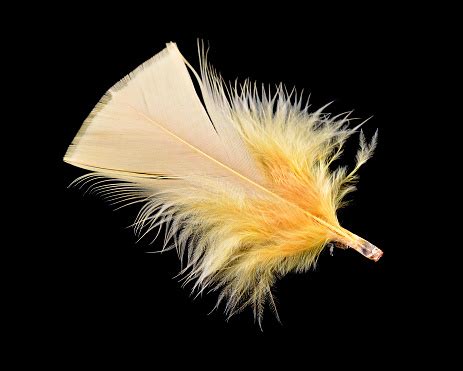 Yellow Bird Feather Isolated On Black Background Stock Photo - Download ...