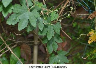 Closeup Cocor Bebek Plant Kalanchoe Pinnata Stock Photo 1436630159 ...