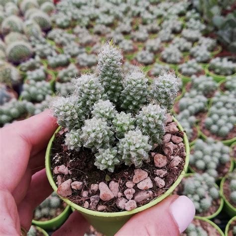 Anacampseros Filamentosa Giromagi Cactus And Succulents