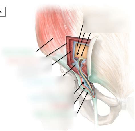 Anterolateral Abdominal Wall And Inguinal Region Coverings Of Spermatic