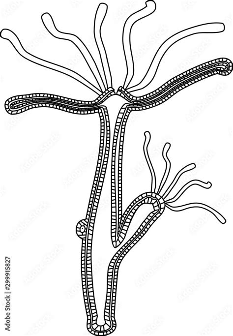 Vecteur Stock Coloring Page With Structure Of Hydra Polyp Adobe Stock