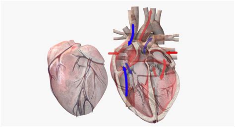 Heart with Anatomical Cross Section 3D Model $99 - .max .fbx .c4d ...